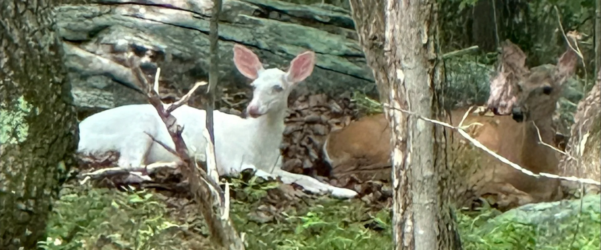 Closeup of a white deer and a brown deer laying side by side in front of a large log in the woods at the North Carolina Zoo