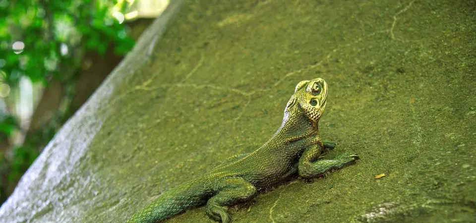 A long and slender, green Agama Lizard lays stretched out and basking on a large rock.