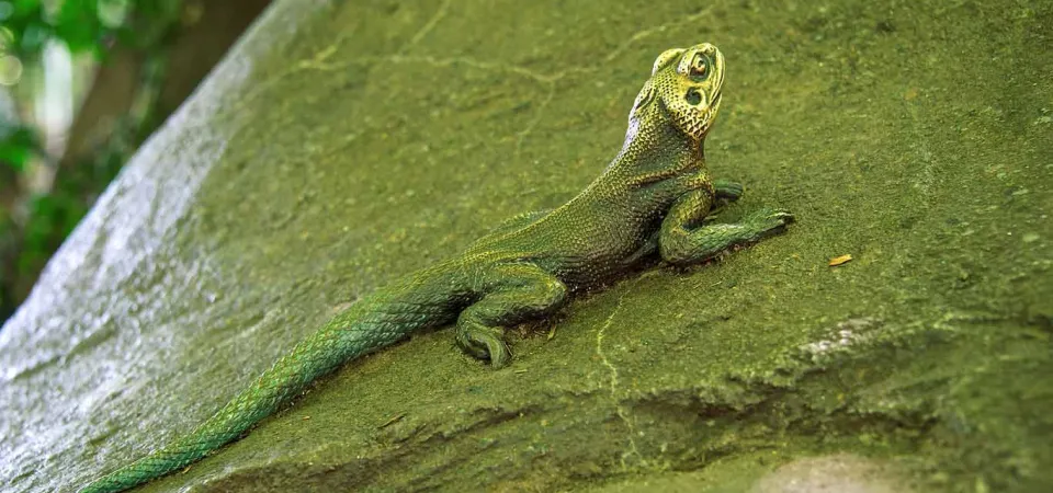 A long and slender, green Agama Lizard lays stretched out and basking on a large rock.