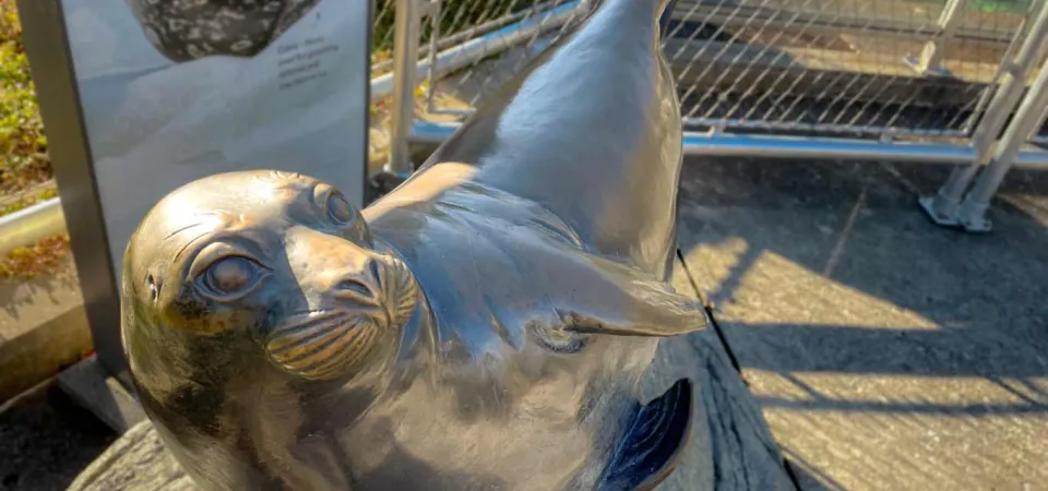 A small rendering of an Arbor Seal in bronze, that is positioned on its side, exposing its flippers to appear as if it is swimming.