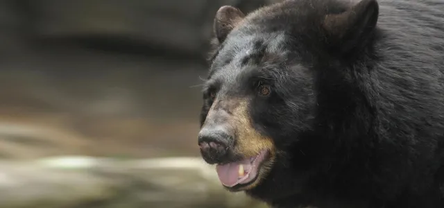 A close-up profile of a North American black bear (Ursus americanus) reveals its thick black fur, rounded ears, and a light brown muzzle with its mouth slightly open, showing its teeth and pink tongue. The background is grey and brown and softly blurred.