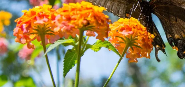 Butterfly sitting on lantant plant