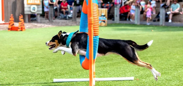 An agile black, white, and brown dog jumping through orange and blue hoop on bright green grass.
