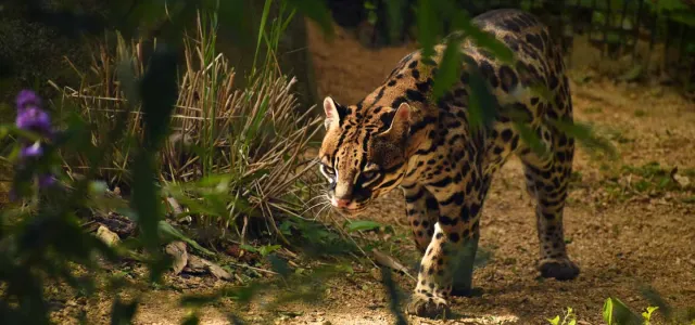 An Ocelot walking through shrubbery on a sandy path with vivid lighting. Its tan fur and contrasting black markings down its body stand out against the desert background.