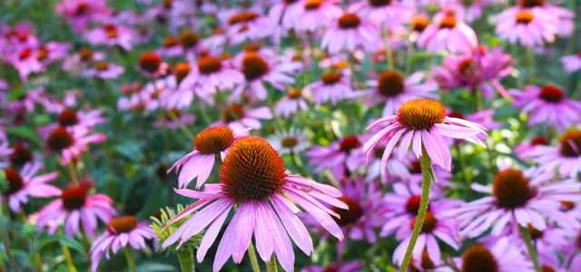 A field of Purple Coneflower plants in full bloom. The flowers have vibrant purple petals radiating from a prominent, spiky, reddish-brown central cone. The foreground shows several individual flowers in sharp focus, while the background is a soft blur of more purple coneflowers and green foliage.