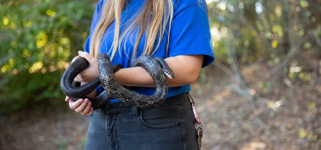 A woman with long blonde hair stands in a wooded area holding a long, black snake that is wrapping itself up her forearm.