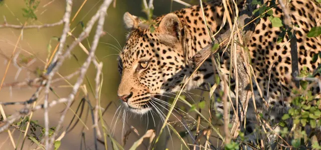 A svelte Leopard with its brown fur and black spots, crouches among shrubs and tall grass as it stares intently at something out of frame.