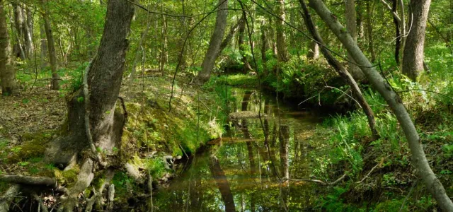 A panoramic view of a dense, green forest. A small, winding creek flows through the middle of the scene and is lined by trees and shrubs on both sides.