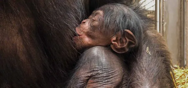 A newborn baby Chimpanzee lays, drinking milk from its mother, tucked gently in her arms with its eyes closed.