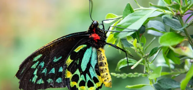 A close-up of a colorful exotic butterfly resting on a stem full of slender leaves and small, cylindrical buds mixed between them..