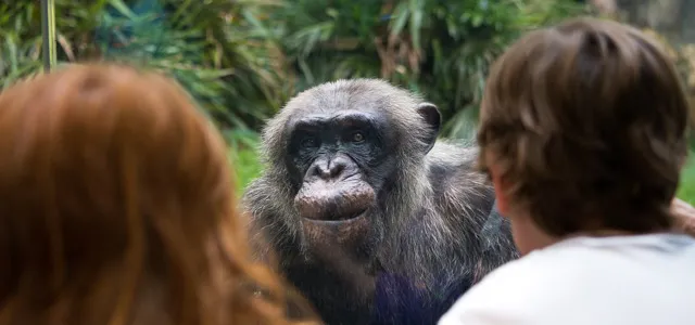 Guests at the chimp habitat