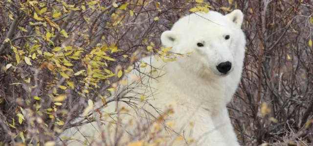 Churchill Polar Bear AAC Trip