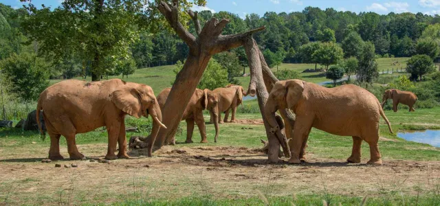 A group of five African elephants, dusty with reddish soil, are gathered around two tree trunks in a grassy, sunlit savanna-like habitat.