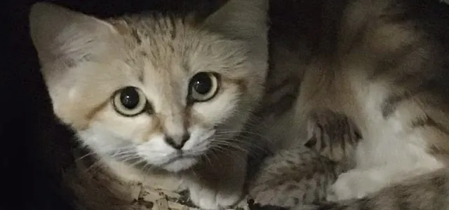 Sand Cat Kitten with Mother