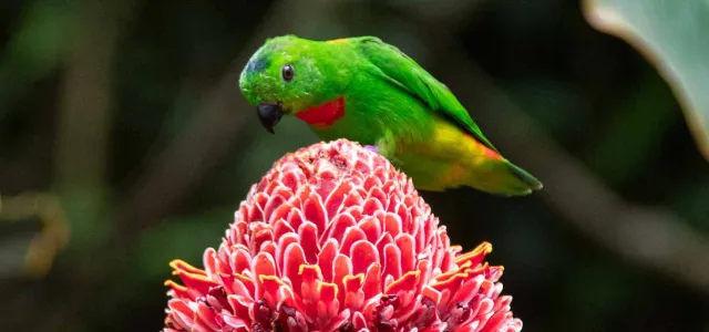 colorful birds in the aviary