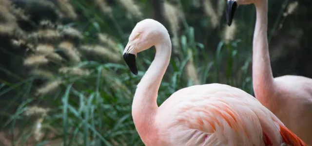 Two Chilean flamingos