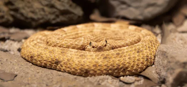 A sidewinder rattlesnake coiled up between rocks.