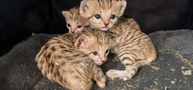 Sand cat kittens