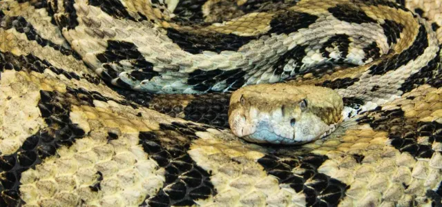 A close-up of the head of a rattlesnake, showing its triangular-shaped head and light, cream-colored scales with dark brown/black markings around the eyes and along the back. The snake has a serious, focused expression and its body, which is coiled and patterned with dark blotches.