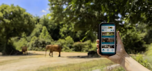 A hand holding a phone showing the home screen of the North Carolina Zoo app. The elephant habitat is in the background with two elephants, green trees, and a blue sunny sky.