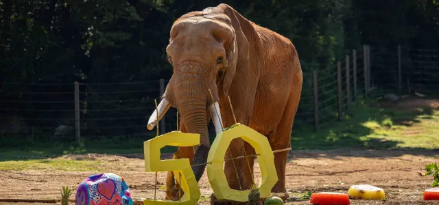 Elephant, C'sar stands in his sprawling habitat among his scattered 50th Birthday party enrichment items, including the numbers 5 and 0, juicy watermelons and pineapples, a "cake" substitute made of a variety of frozen fruits, and a large ball painted festively for the occasion and filled with treats.
