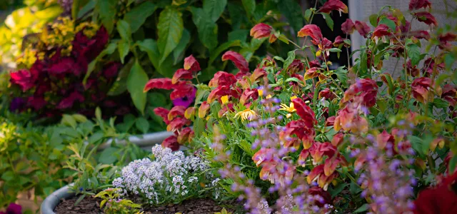 A collection of mixed plants, flowering with vibrant colors that attract pollinators