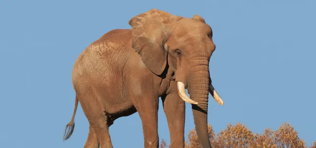 C'sar elephant walking through lush green grass against a cloudless blue sky.