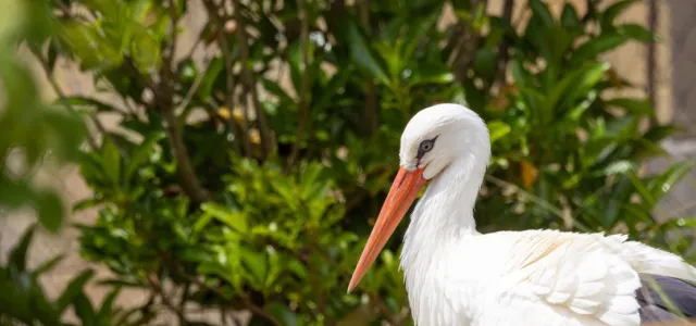 Tall white bird with long orange beak and dark eye, looking at the ground with beak pointed downwards on a backdrop of green trees.