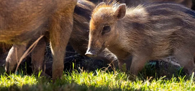 Small brown warty piglet with dark brown stripes down its back follows behind its mother across a grassy meadow inside its garden habitat.