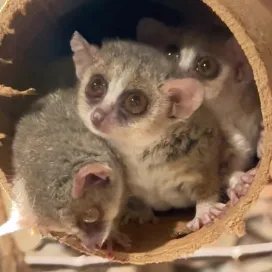 Can you even stand this cuteness!?! 🥹 You are looking at the biggest tiny eyes on the world’s smallest primate, the mouse lemur! Mouse lemurs are nocturnal and you can usually find them scurrying around their habitat. Thanks to Keeper Jocelyn for capturing this close-up 📷👁️