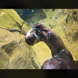 North American River Otters Hannah and Bowser enjoyed playing with some pebbles provided by their keepers and it was just TOO CUTE not to share! 🥰 🦦 🫧