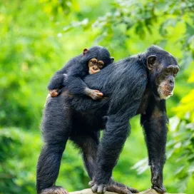 🌍 Today is World Chimpanzee Day…let’s talk about the challenges facing our closest relatives:
1️⃣ Pet Trade: Digital content that encourages people to think of
primates as pets fuels the illegal pet trade and creates conditions for poor animal welfare.
2️⃣ Habitat Loss: Deforestation destroys their homes and exposes them to new threats such as increased disease transmission and
hunting.
3️⃣ Human Conflict: Due to habitat loss, Chimps often forage for crops outside protected areas, causing tensions with local communities.
4️⃣ Snare Traps: As human population in Uganda increases. More and more chimps become ensnared in traps, leading to severe injuries, or death.
5️⃣ Knowledge Gaps: Much still remains to be understood about the
complexity of chimpanzee cultures, how humans affect chimp health, and how logging affects the complex forest ecosystems were
chimpanzees live.
Let’s advocate for the protection and respect of chimpanzees and their natural habitats!...and remember Chimps are Apes.. not Monkeys! 😉
#WorldChimpDay #ProtectChimps