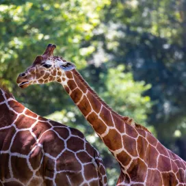 🌞 Randolph County Days are among us! 🌞
We will be offering a $5 flat rate Zoo admission Aug. 5 - 30 for residents who show a valid ID with a Randolph County, NC zip code. This special admission rate may be extended to up to four people per party (the resident plus three people, who do not need to be from Randolph County).
This discount is available at both the North America and Africa entrances. The admission discount does not apply to any in-park prices such as food and gift shop purchases and it may not be combined with any other offer. Online reservations are not required for this offer.
If you are looking to take advantage of these discounts, we encourage you to arrive early to enjoy the Zoo and beat the heat! 🦒