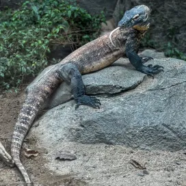 We have a BIG announcement! 📣 👀
The North Carolina Zoo has claimed the top spot in a nationwide contest for “Best Zoo” in the United States!!!! 🥇
We were first nominated in the Newsweek Readers' Choice Awards last month and voting was open to the public July 3 - 31. Thank you to everyone who took the time to vote for us! This is the second time in 6 months that we have taken home a “Top 10 Readers' Choice” title in a nationwide contest.🥳
What an honor, especially earning the titles during our 50th Anniversary!✨ Come visit the nation’s BEST ZOO!