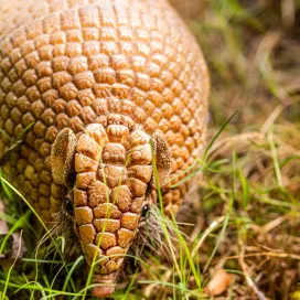 Rolling into International Armadillo Day! 😎 Greetings from Animal Ambassador, Arlo the three-banded Armadillo!
Did you know? Three-banded armadillos use their long, curved front claws to dig into termite mounds and break open tree bark to snack on the insects hidden inside!
#internationalarmadilloday #armadilloarmor