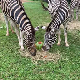 The Watermelon Day reels continue! 🍉 All of the animals loved their treat, except for maybe the zebras! 😂🦓