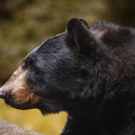 Today we celebrate National Wildlife Day! Lets take a look at some of the amazing wildlife found throughout the USA 🇺🇸 ❤️
#nationalwildlifeday #animalsoftheusa