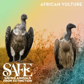 The North Carolina Zoo is actively engaged in the conservation of African vultures in their natural habitat!
The primary threat to vultures is poisoning - often from livestock carcasses poisoned by people attempting to kill lions or hyenas, which occasionally prey upon their cows or goats. Since 2013, the Zoo has worked across southern Tanzania to conserve vulture populations by reducing poisoning. Vultures are nature’s clean-up crew and play a vital role in the health of their ecosystems. These scavengers, liked the lappet-faced vultures you see here, help stop the spread of many diseases, such as botulism, rabies, anthrax, cholera, tuberculosis, and much more!
Vultures are one of the most imperiled group of birds in the world which is why the North Carolina Zoo is actively involved in vulture conservation in Africa!
#azasafechallenge #InternationalVultureAwarenessDay #AfricanVultures #vultureday