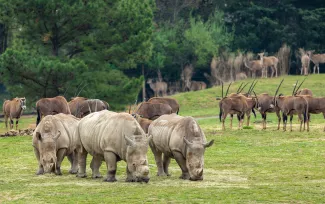 Visit North Carolina Zoo