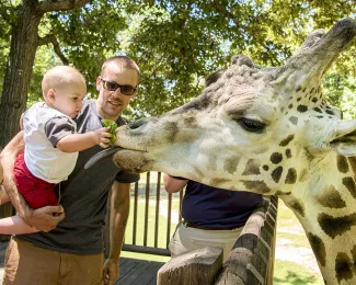 A father holds his son who feeds a giraffe lettuce.