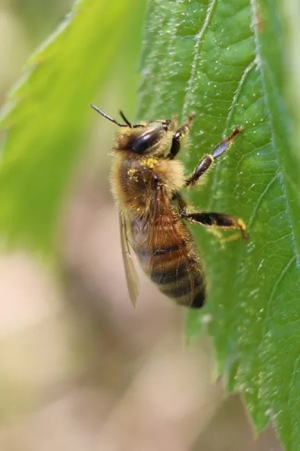 A western honey bee perched on a leaf.