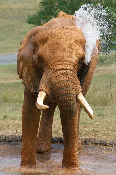 2024 Elephant