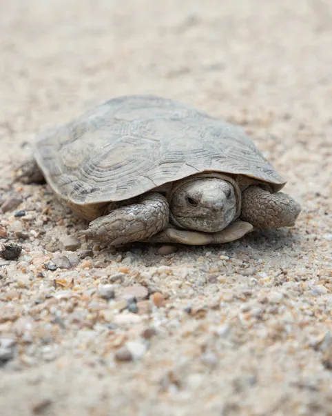 An African pancake tortoise resting in its sandy habitat