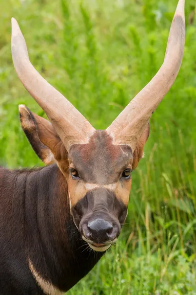 Bongo | North Carolina ZooBongo | North Carolina Zoo  