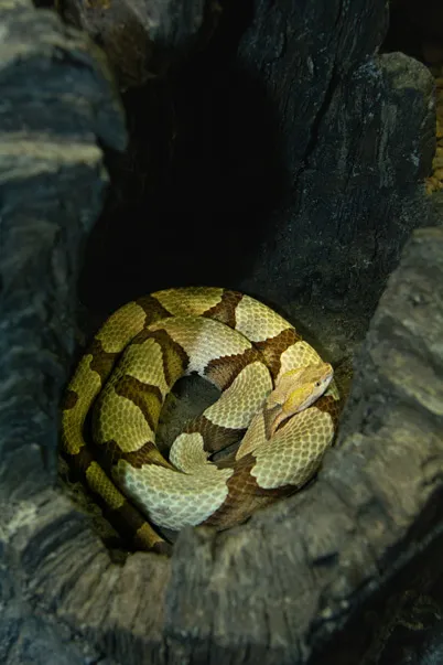 Copperhead coiled inside a hollowed stump.