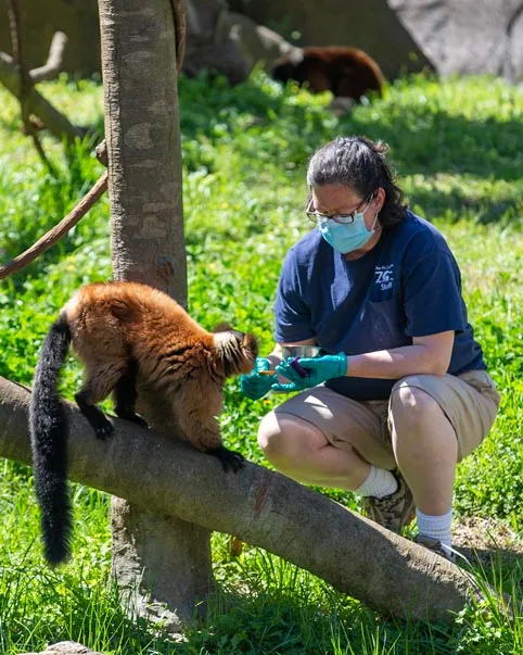 Red-ruffed Lemur with Keeper