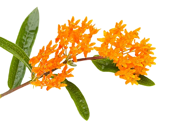 NCZ-asclepias-incarnata-orange-milkweed