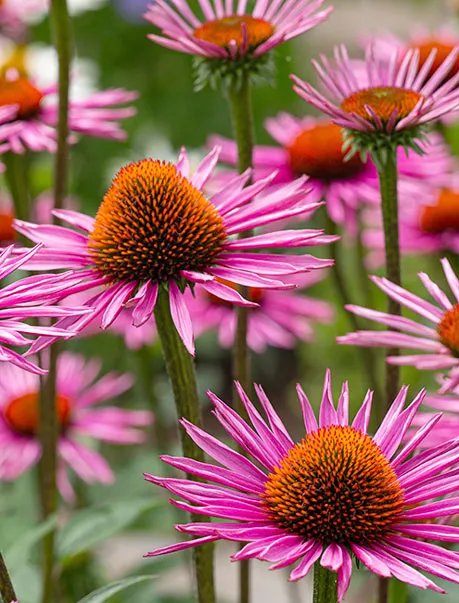 Purple Coneflower