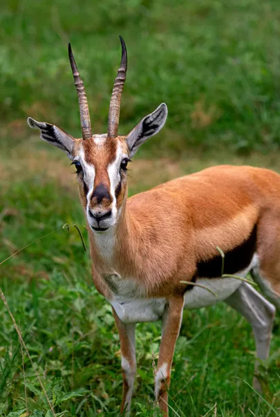 Thomson s Gazelle North Carolina Zoo