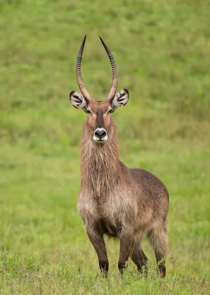 A single waterbuck standing in the grass of Watani grassland.